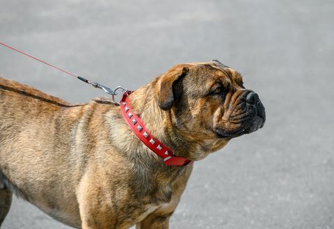 Ca de Bou (Perro de Presa Mallorquin) Molossisk type rase av hundeblindfarge som står på grå gate bakgrunn