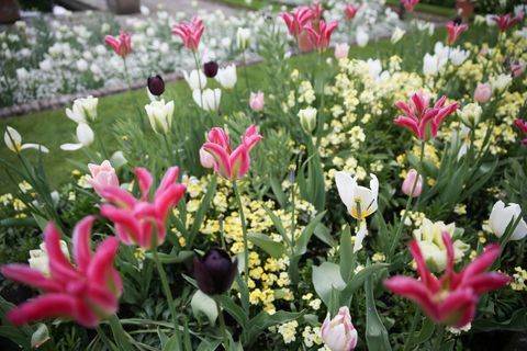 Blomster i Princess Diana White Garden på Kensington Palace