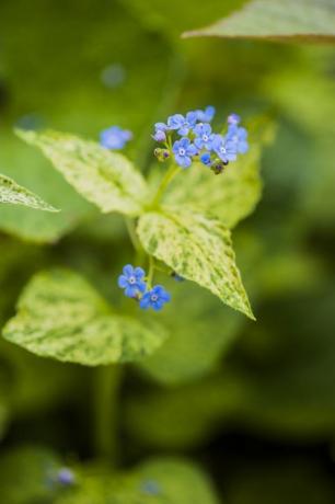 blomsterplante