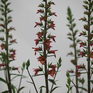 Digitalis × valinii 'Firebird'