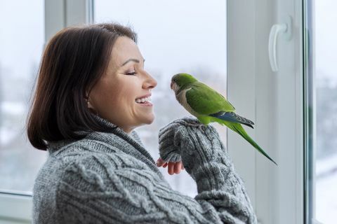 middelaldrende kvinne og papegøye sammen, kvinnelig fugl eier snakker ser på grønne quaker pet