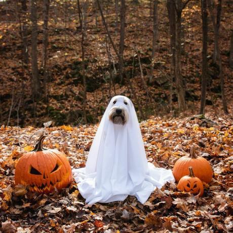 hund iført et spøkelseskostyme som sitter mellom gresskar til halloween