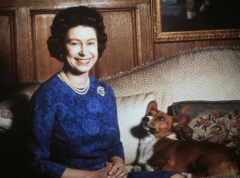 dronning elizabeth ii med en corgi, 1970 foto av keystionehulton archivegetty images