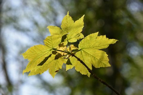 Sycamore Leaf Going Green