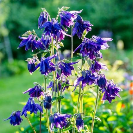 Blomster av Aquilegia vulgaris (europeisk columbine, vanlig columbine, bestemors nattklubb, bestemors panseret)