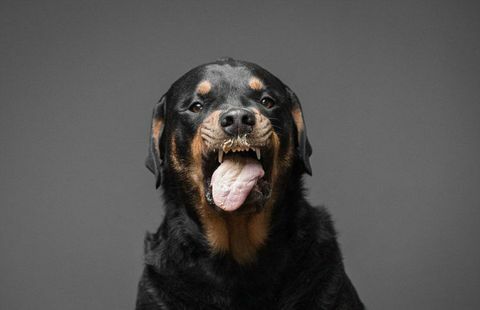 Rottweiler hund