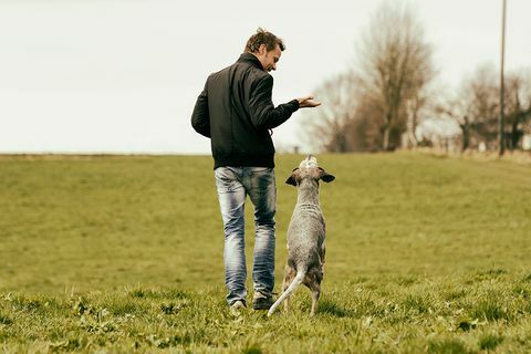 Å oppmuntre til hunder til kjæledyr hjelper dem å bli bedre til å løse problemer - tips om hundetrening