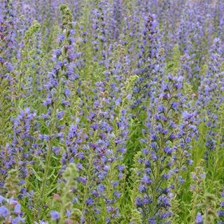 Echium vulgare