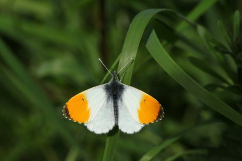 en nyoppstått mannlig oransje spiss sommerfugl anthocharis cardamines som ligger på et gressblad