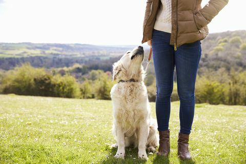 Nærbilde av Golden Retriever på tur i landskapet