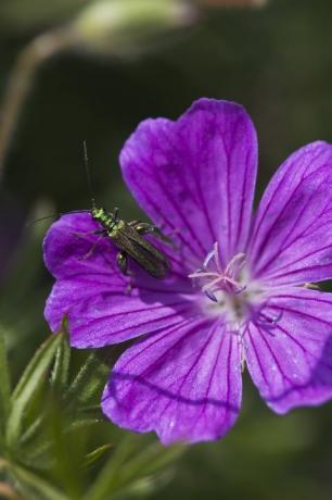 tykkbeint blomsterbille oedemera nobilis hann på geranium sanguineum