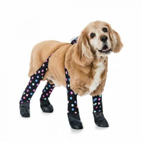 Medium Confetti Dog Leggings