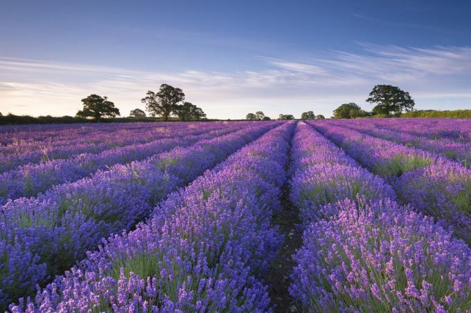 Blå, plante, lilla, lavendel, tre, åker, jordbruk, fiolett, gård, lavendel, 