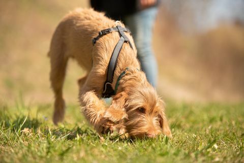 magyar vizsla 18 uker gammel hundevalp snuser i gresset og følger et spor