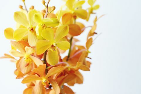 Nærbilde av en haug med gule og oransje orkideer