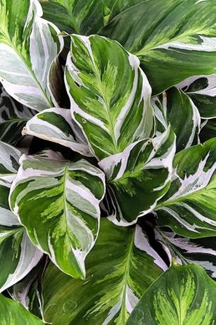 populære potteplanter løvverk potteplanter, påfugl calathea plante