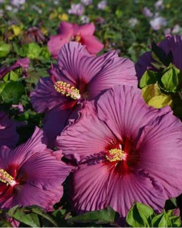 'Plum Flambe' Hardy Hibiscus 