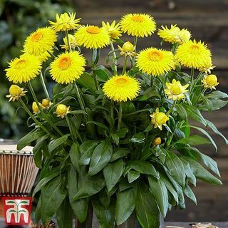 Xerochrysum 'Granvia® Gold'