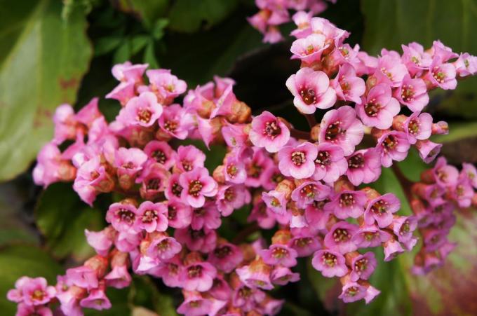 Røde blomster av bergenia crassifolia eller ærbergenia eller svin knirker med grønt på nært hold