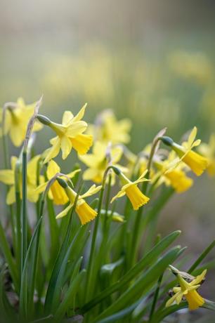 vakre vårblomstrende gule påskeliljeblomster også kjent som narcissus, i mykt solskinn