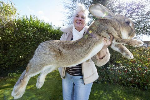 Verdens største kanin står overfor konkurranse fra sin gigantiske sønn