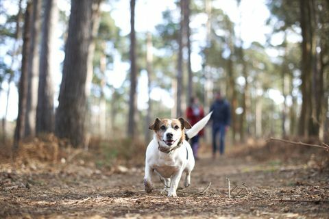 Hundekjøring i skogsområde